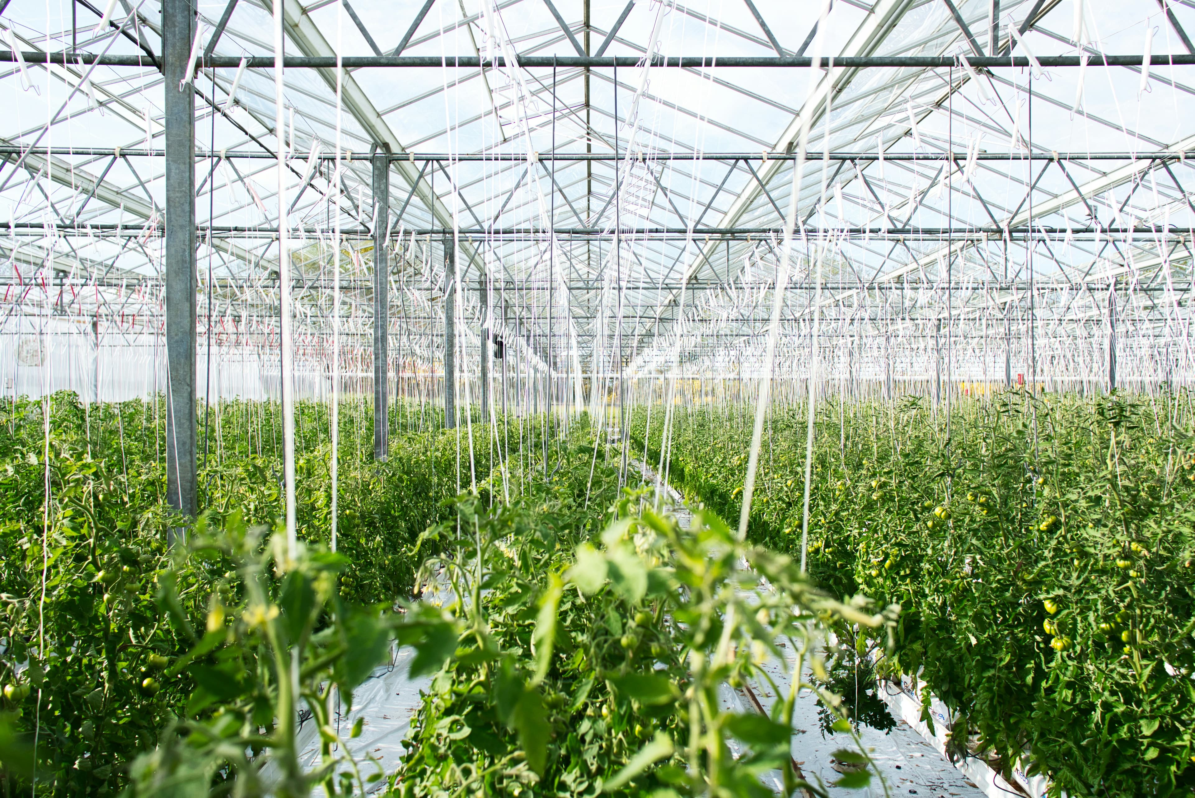 ShaakGrow Modern Greenhouse Facility India - Protected Cultivation Technology