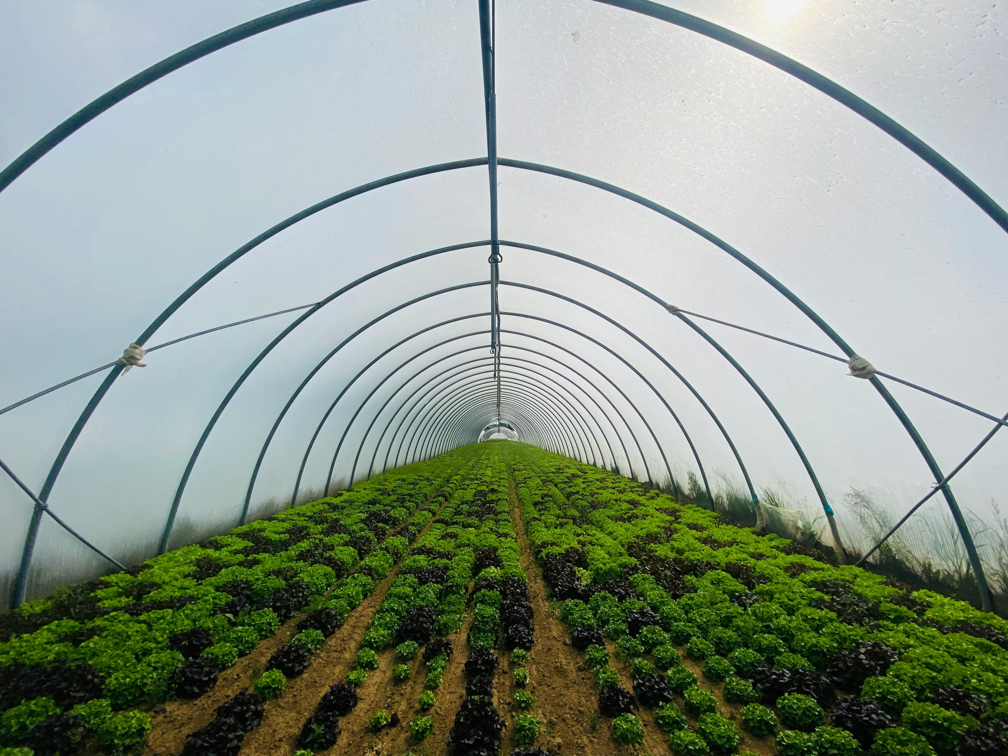 ShaakGrow Polyhouse and Greenhouse Construction India