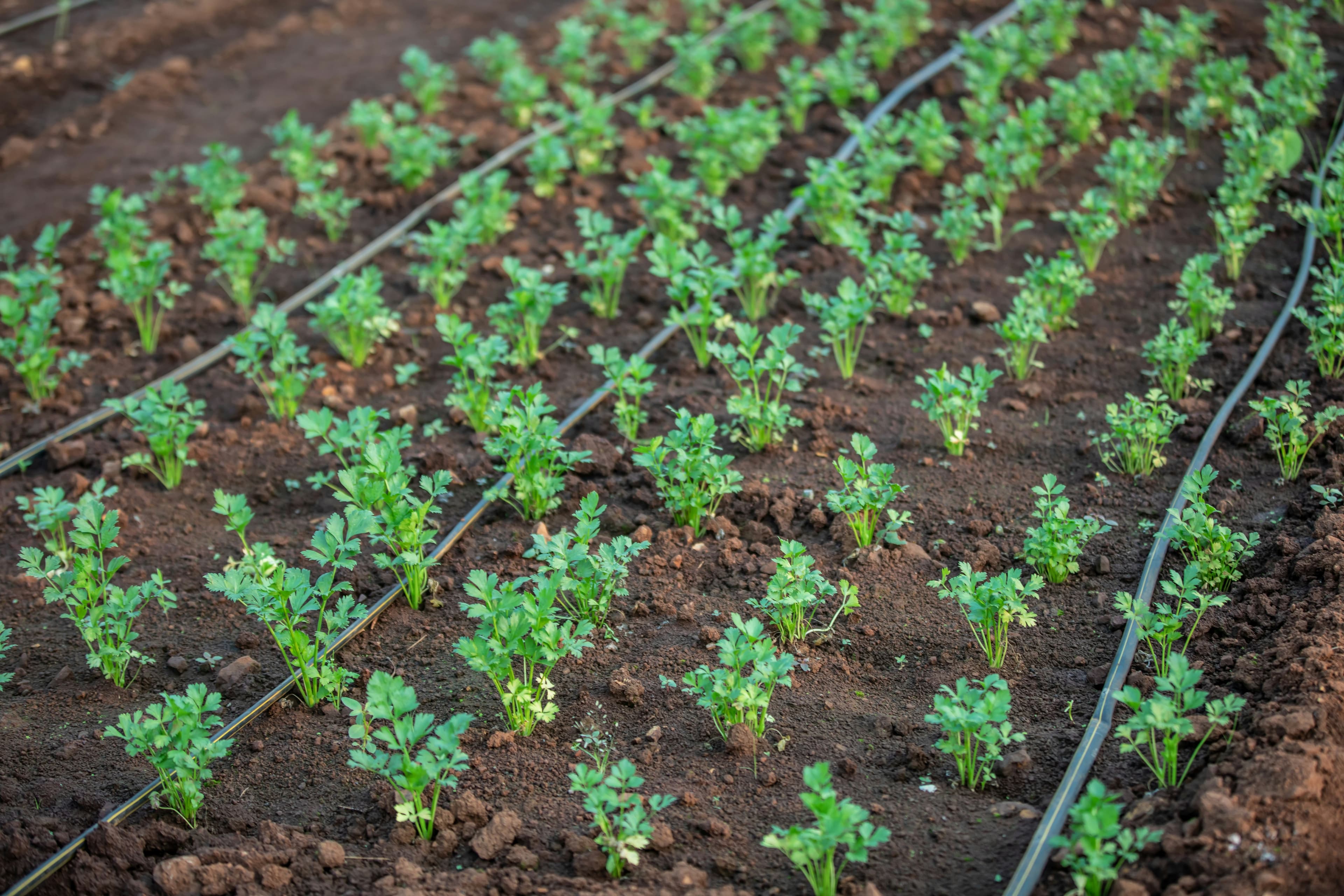 Drip Irrigation